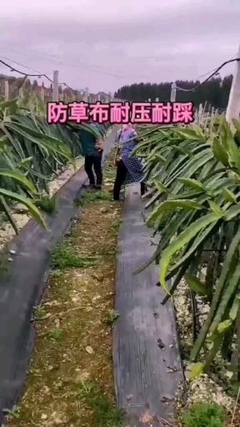 防草布生产厂家防草地布农用园艺地布透水透气抗暴晒