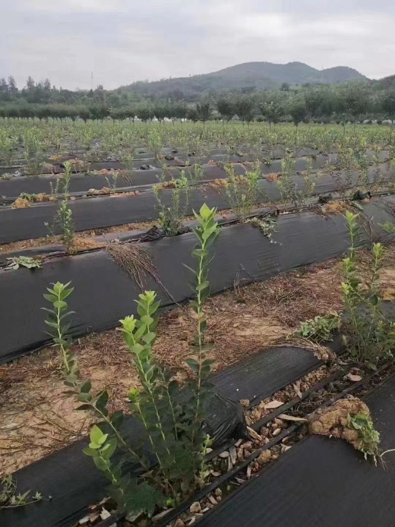 防草布生产厂家防草地布农用园艺地布透水透气抗暴晒