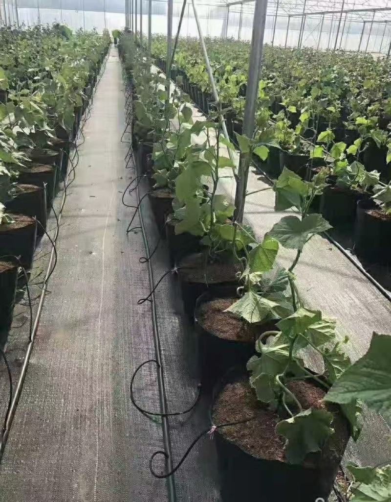 防草布生产厂家防草地布农用园艺地布透水透气抗暴晒
