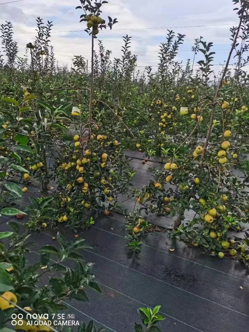 防草布生产厂家防草地布农用园艺地布透水透气抗暴晒