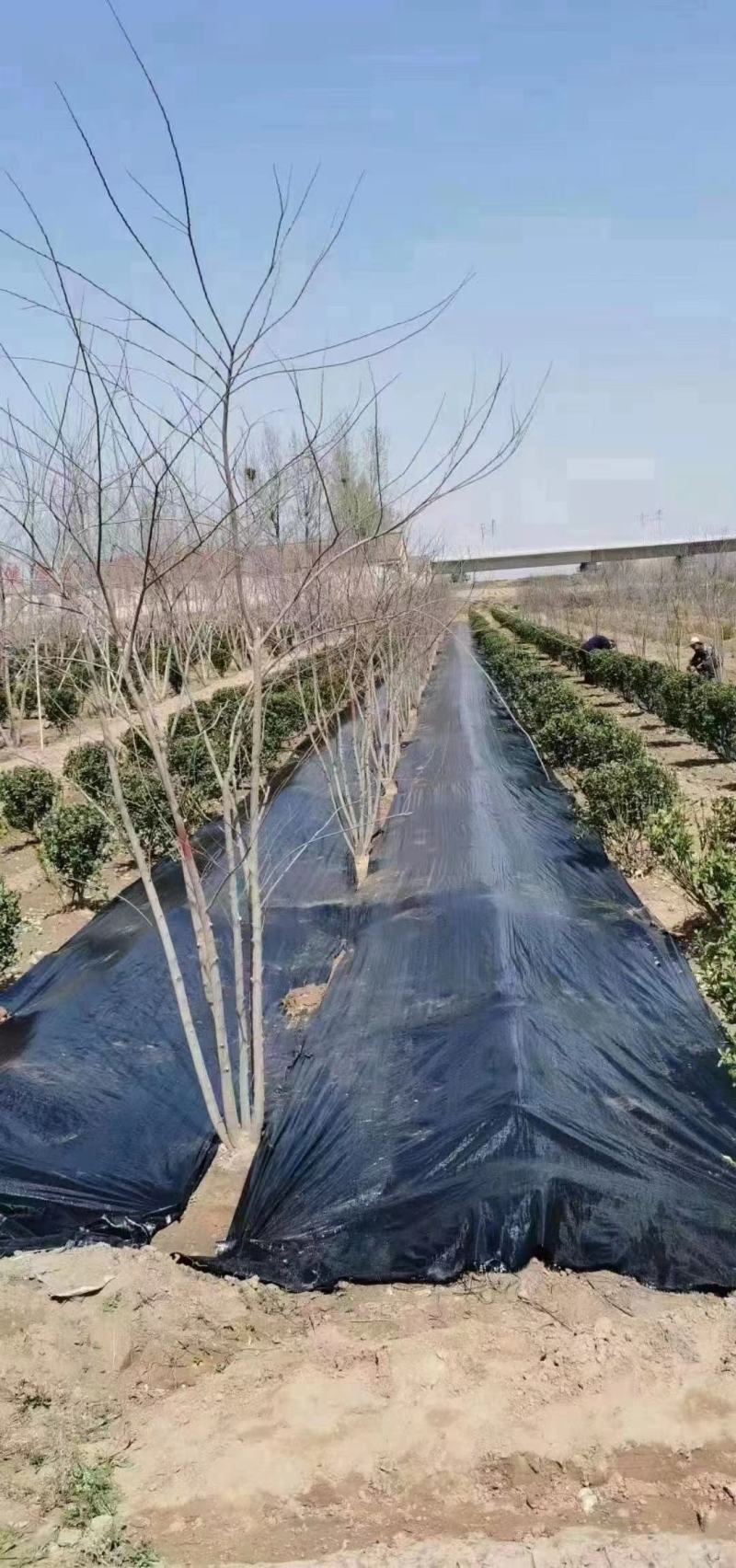 防草布生产厂家防草地布农用园艺地布透水透气抗暴晒