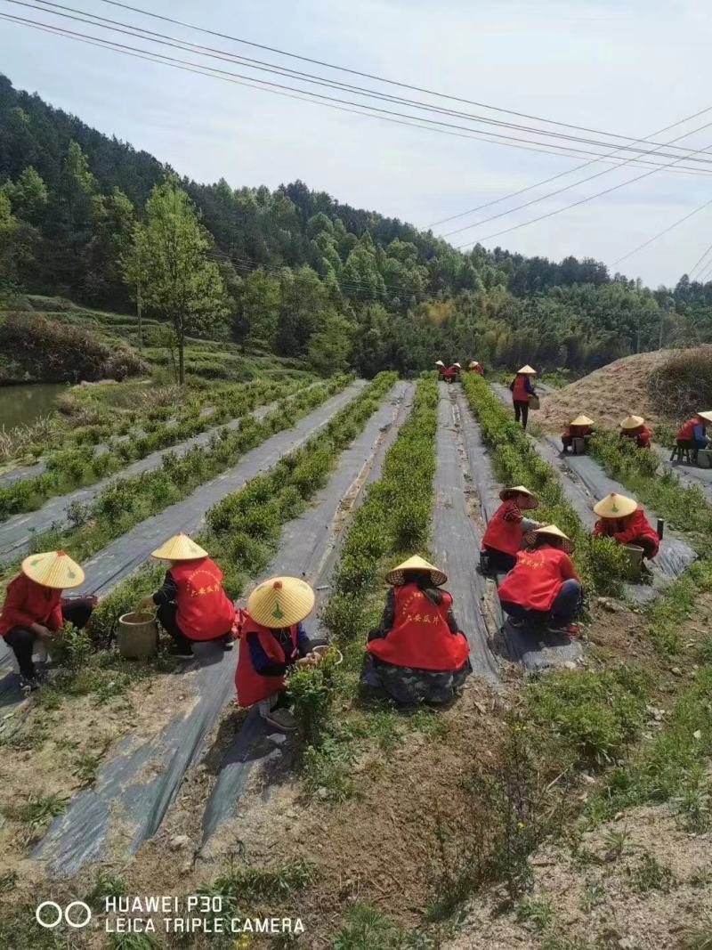 防草布生产厂家防草地布农用园艺地布透水透气抗暴晒