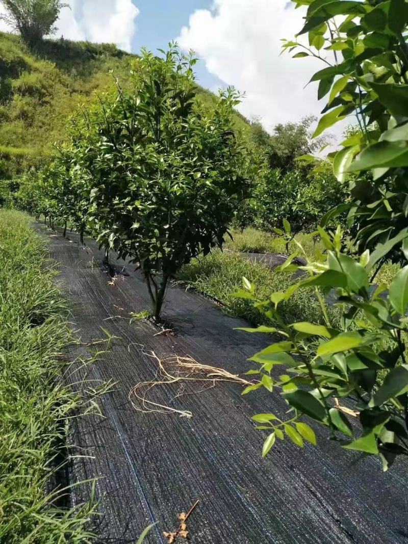 防草布生产厂家防草地布农用园艺地布透水透气抗暴晒