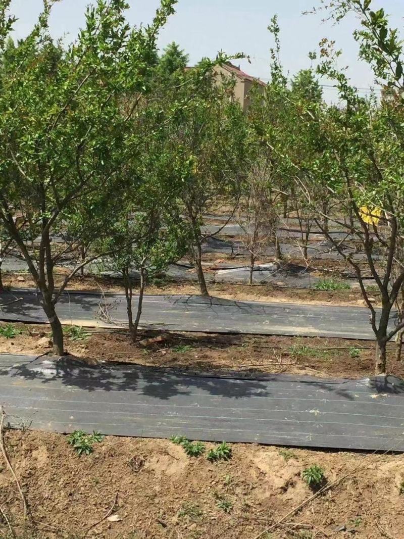 防草布生产厂家防草地布农用园艺地布透水透气抗暴晒