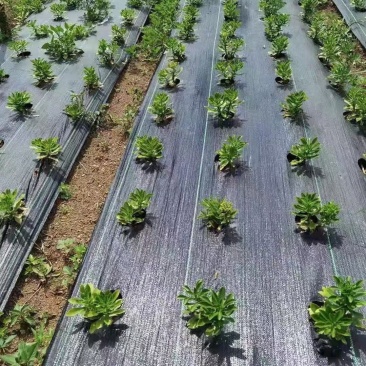 防草布生产厂家防草地布农用园艺地布透水透气抗暴晒