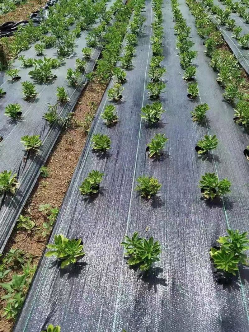 防草布生产厂家防草地布农用园艺地布透水透气抗暴晒