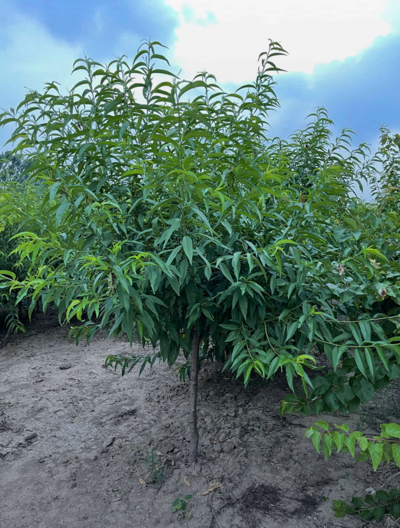 绿叶碧桃3/4/5/6/7公分规格齐全成活率高精品
