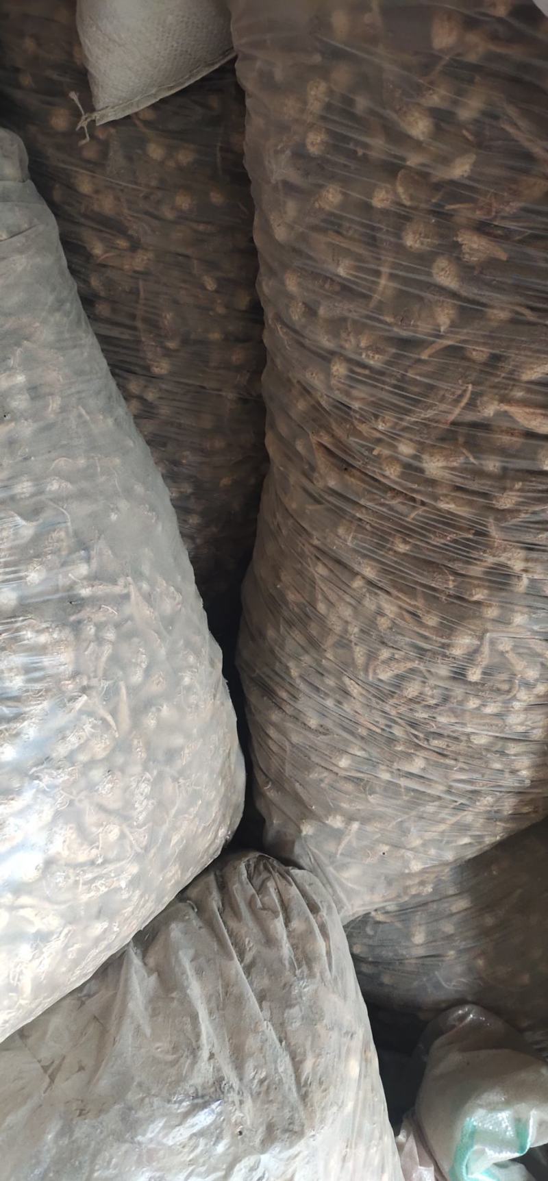 黑玛卡紫玛卡供应高原种植