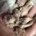黑玛卡紫玛卡供应高原种植