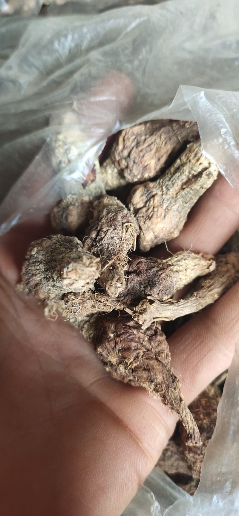 黑玛卡紫玛卡供应高原种植