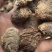 黑玛卡紫玛卡供应高原种植