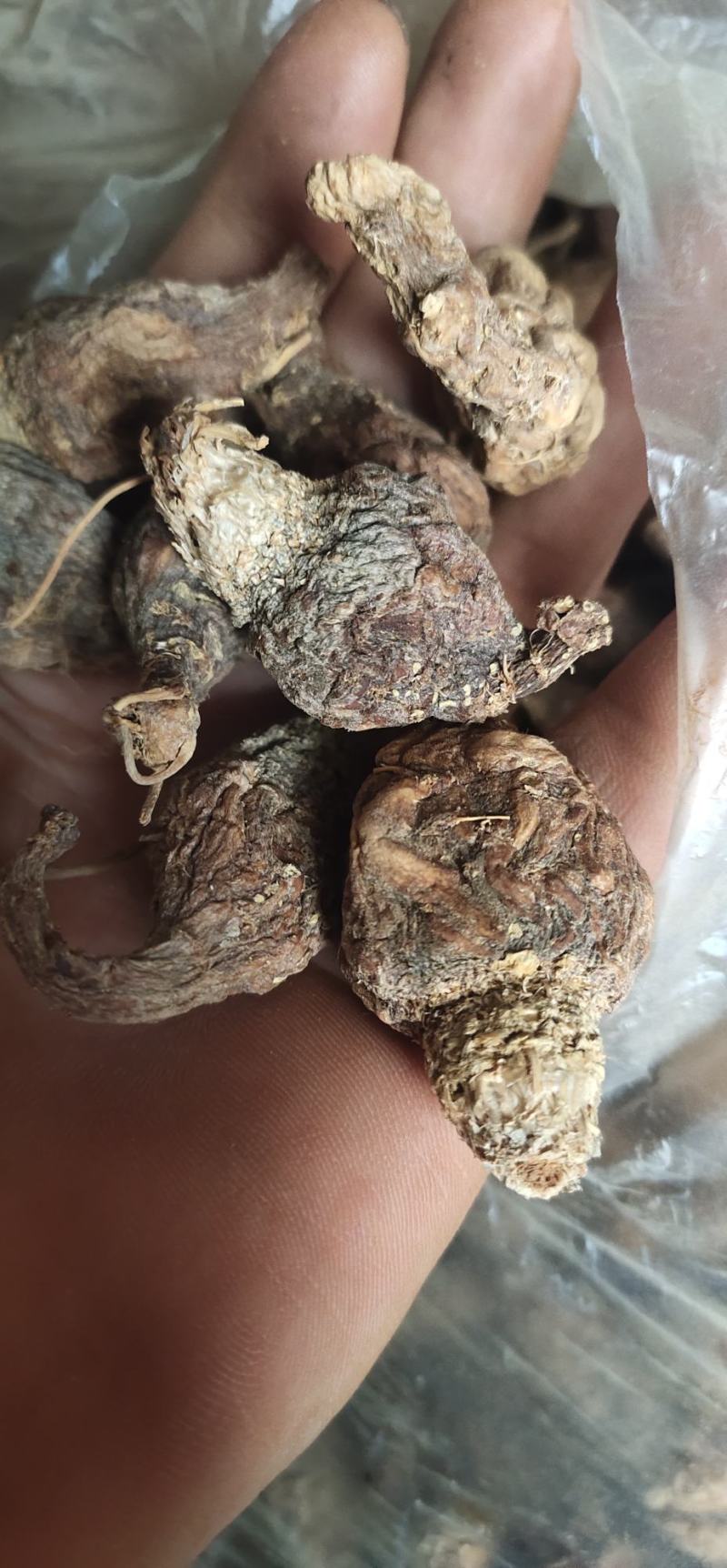 黑玛卡紫玛卡供应高原种植