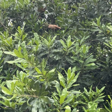 夏威夷果