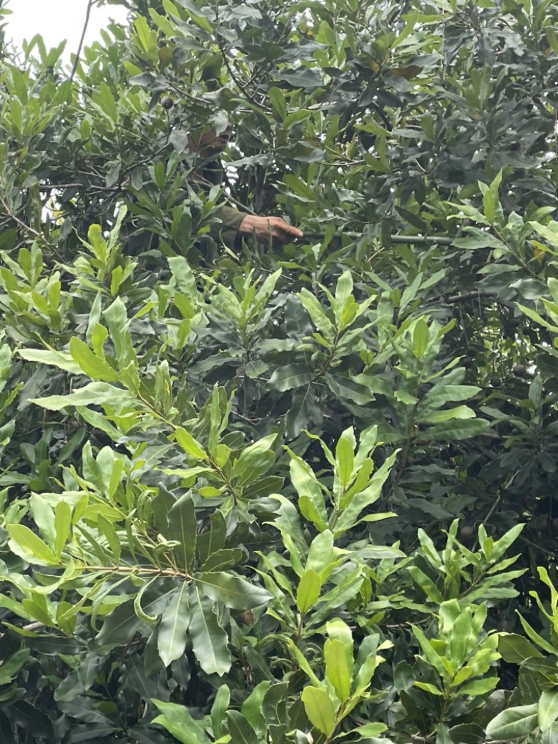 夏威夷果