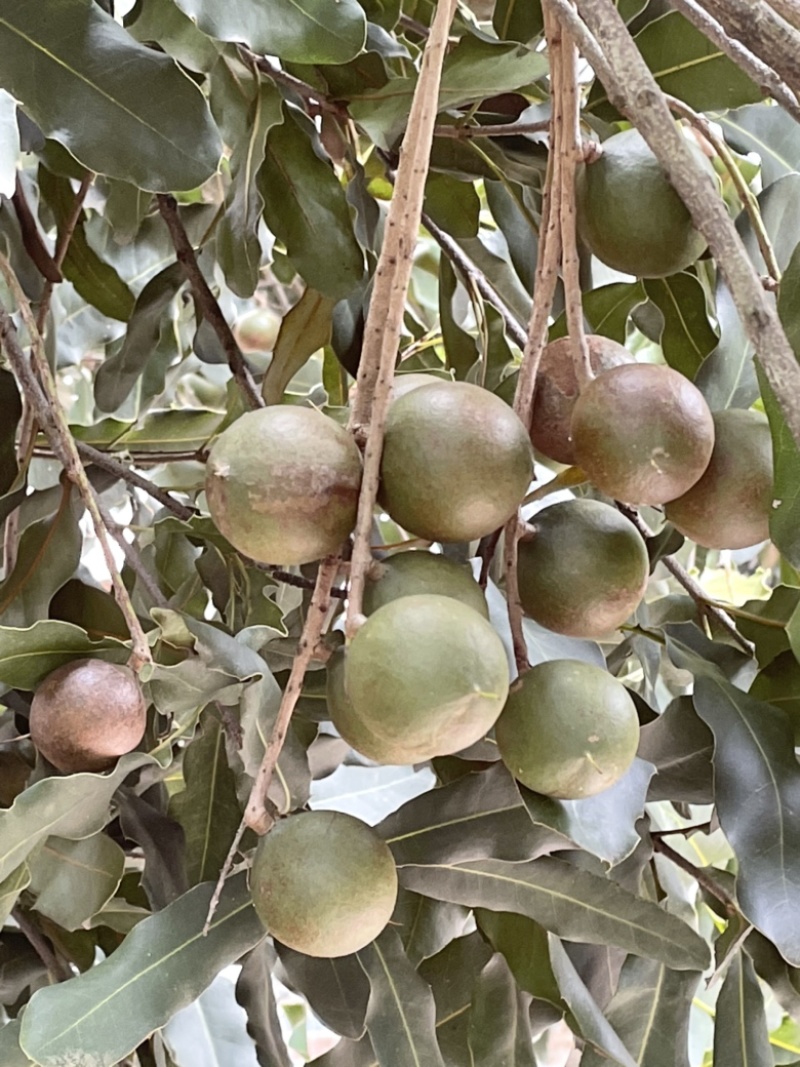 夏威夷果