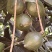 夏威夷果