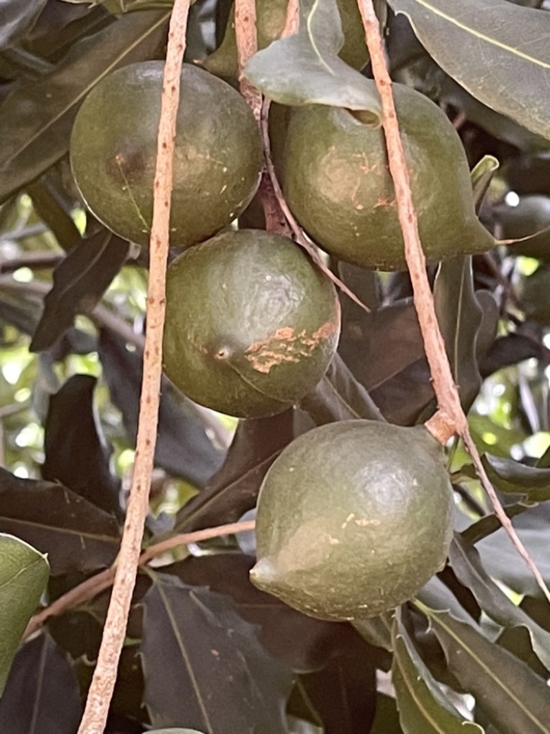 夏威夷果