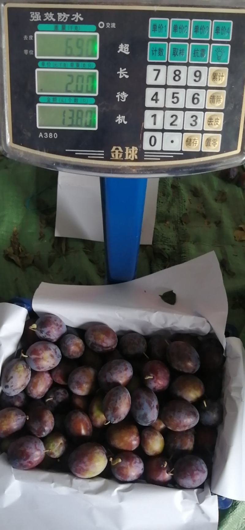 西梅