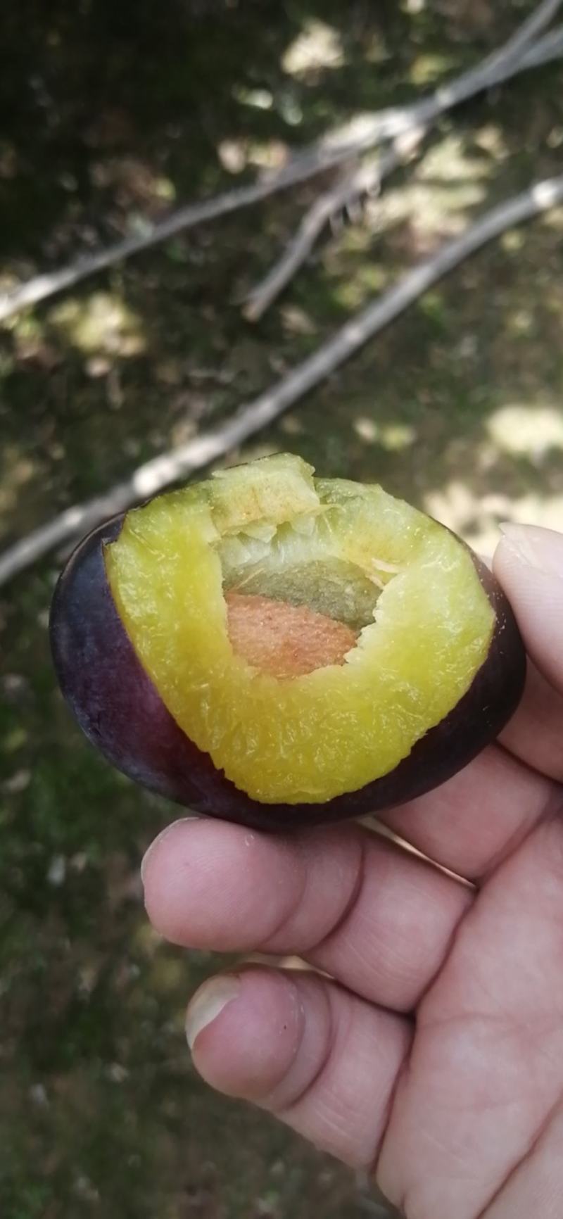 西梅