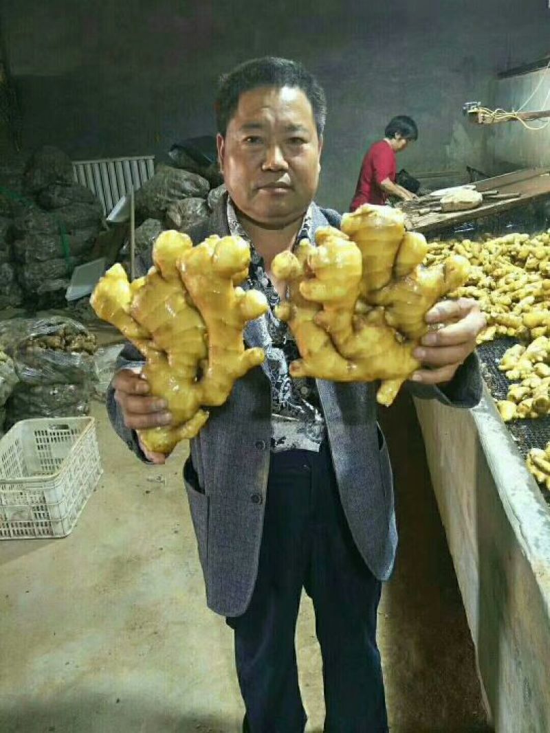 河南大黄姜产地批发坏烂包赔【电商货/市场货/商超货】