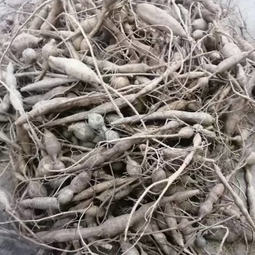 小叶牛大力