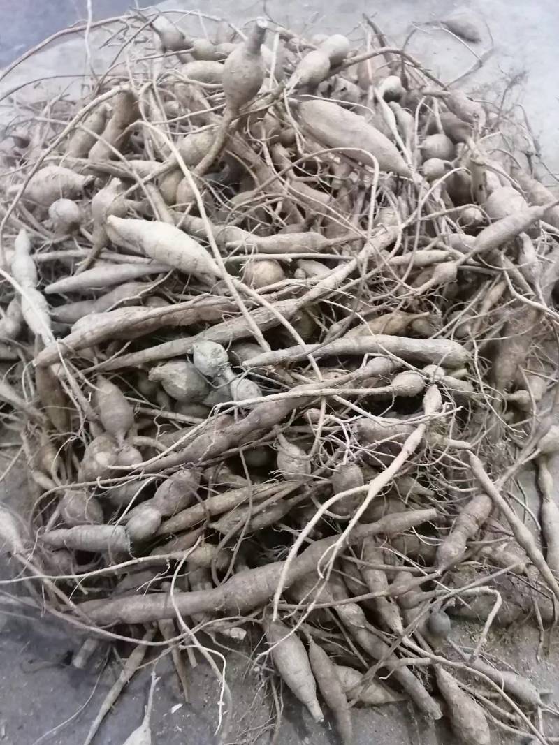 小叶牛大力