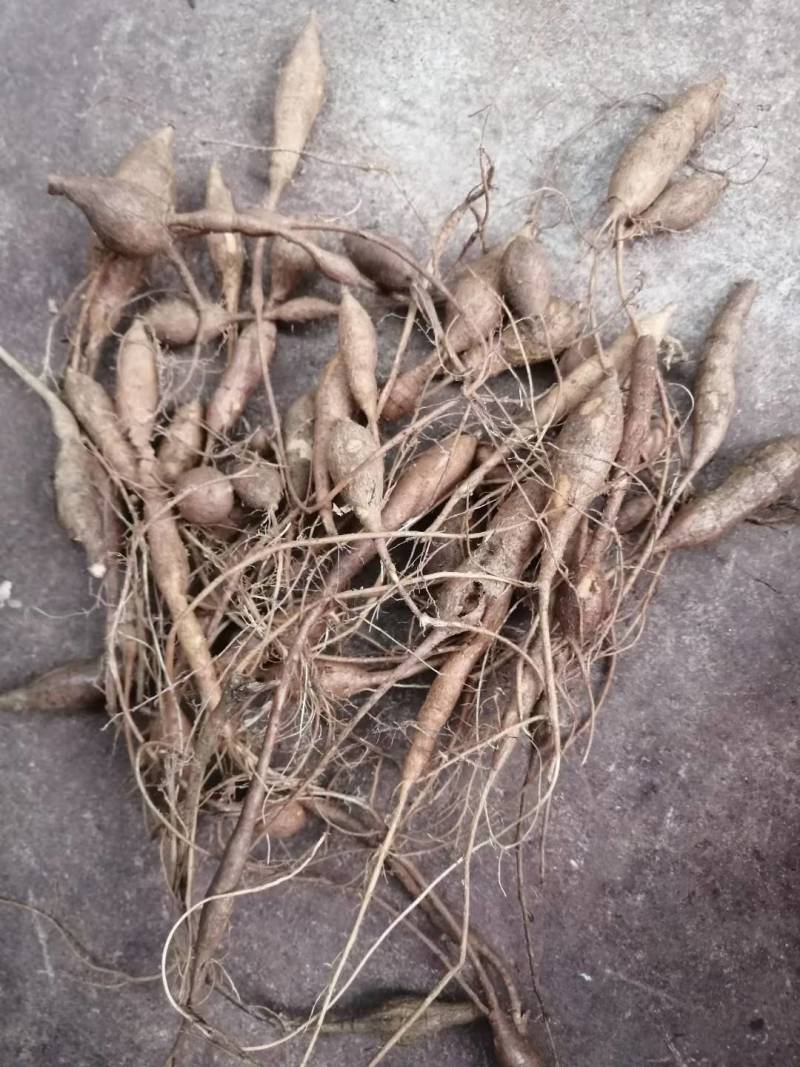 小叶牛大力