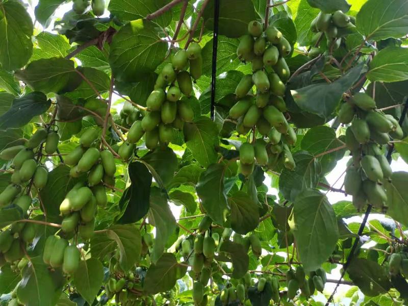 软枣猕猴桃。大量出售软枣猕猴桃。需要的联系