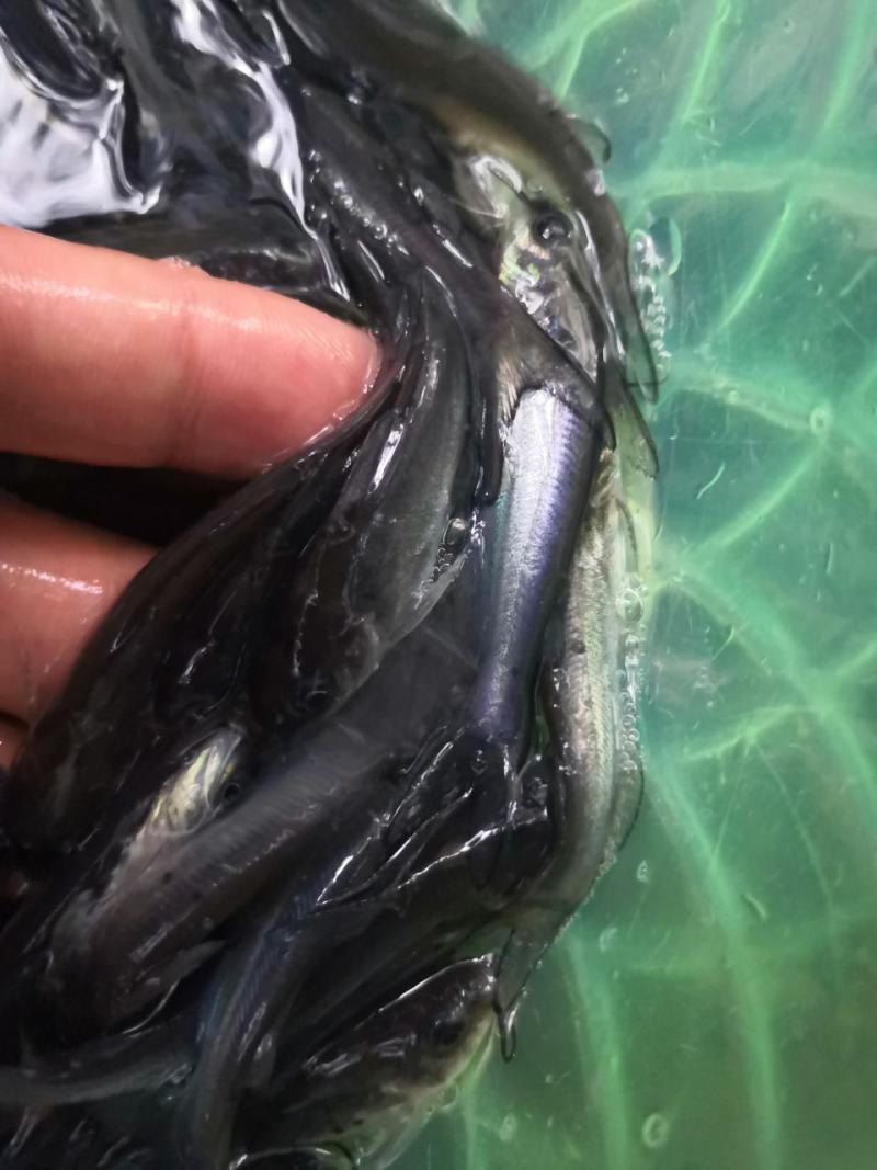 斑点叉尾鮰鱼苗，场地直销，优质良种快大鱼苗，欢迎选购。