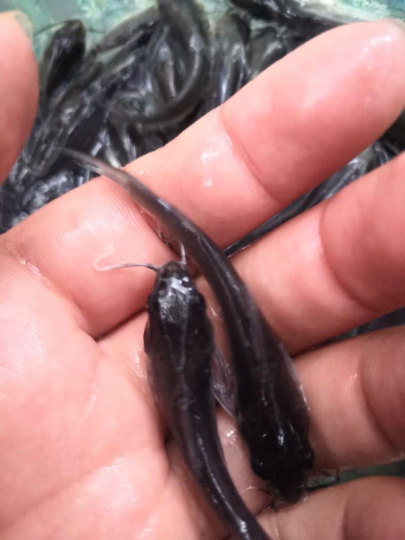 斑点叉尾鮰鱼苗，场地直销，优质良种快大鱼苗，欢迎选购。