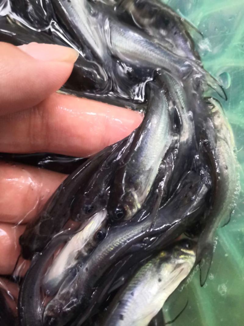 斑点叉尾鮰鱼苗，场地直销，优质良种快大鱼苗，欢迎选购。