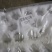 太白山优生区优质徐香珎猴桃