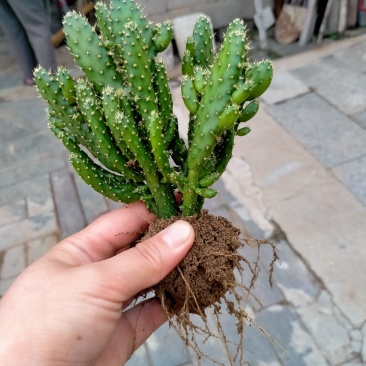 千手观音，姬珊瑚，多肉植物，现挖现发