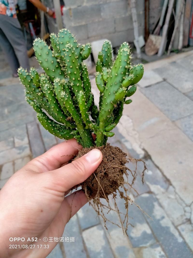 千手观音，姬珊瑚，多肉植物，现挖现发
