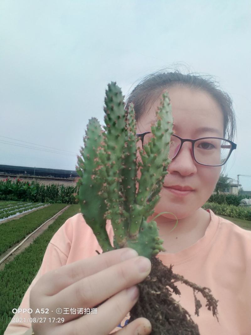 千手观音，姬珊瑚，多肉植物，现挖现发