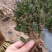 千手观音，姬珊瑚，多肉植物，现挖现发