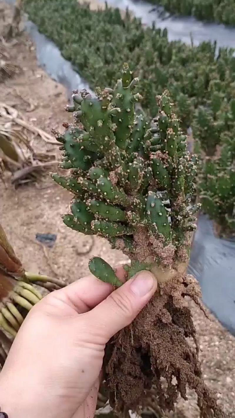 千手观音，姬珊瑚，多肉植物，现挖现发
