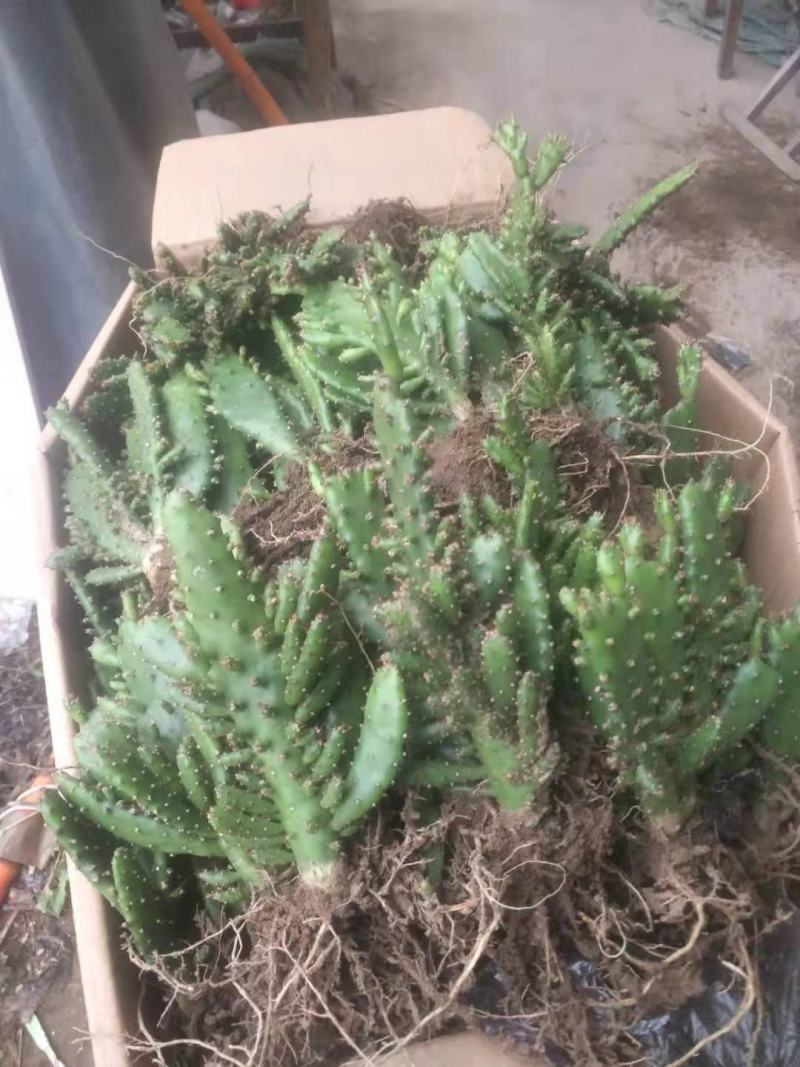 千手观音，姬珊瑚，多肉植物，现挖现发