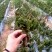 千手观音，姬珊瑚，多肉植物，现挖现发