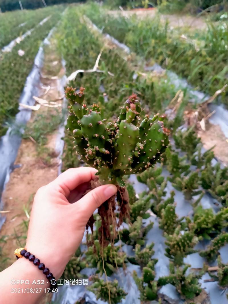 千手观音，姬珊瑚，多肉植物，现挖现发