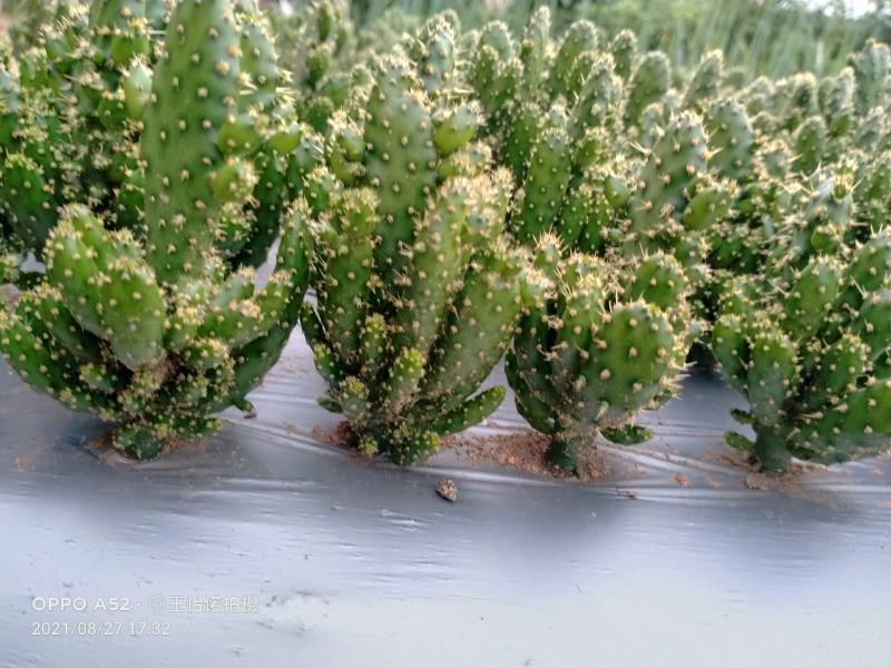 千手观音，姬珊瑚，多肉植物，现挖现发