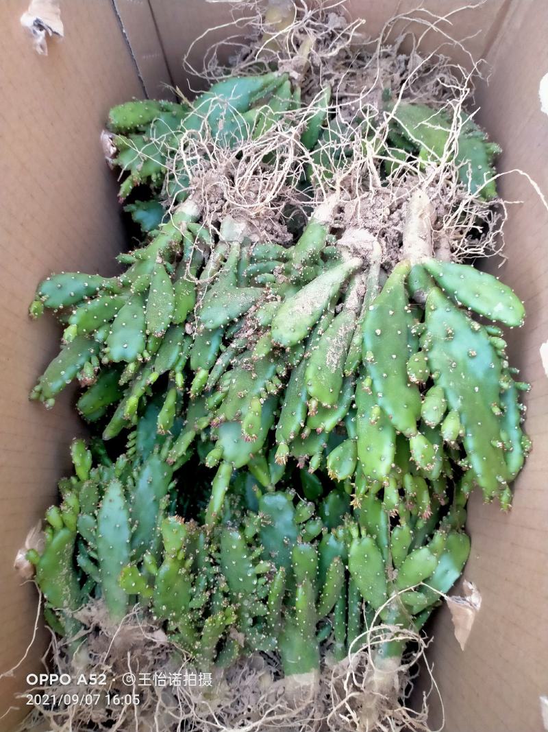 千手观音，姬珊瑚，多肉植物，现挖现发