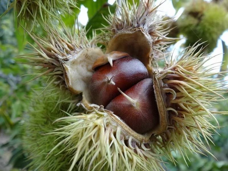 毛栗子树木外观