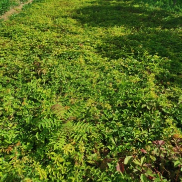 河北装盆爬山虎，河北裸根爬山虎基地直销