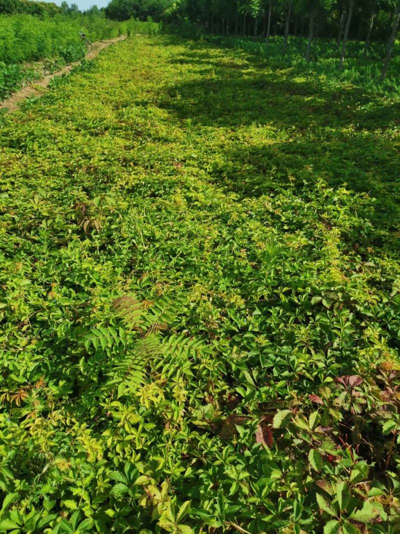 河北装盆爬山虎，河北裸根爬山虎基地直销