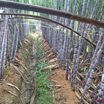 黑皮甘蔗5—8厘米，甜节位均匀，两米七八高，八十斤一件
