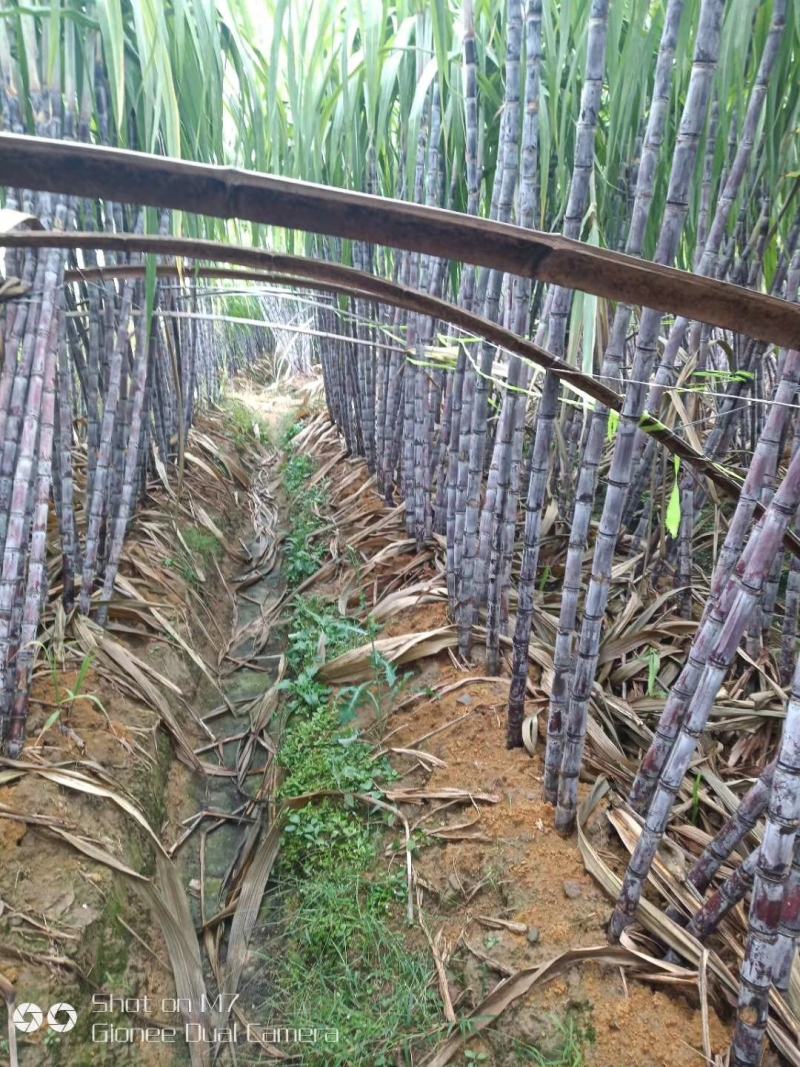 黑皮甘蔗5—8厘米，甜节位均匀，两米七八高，八十斤一件