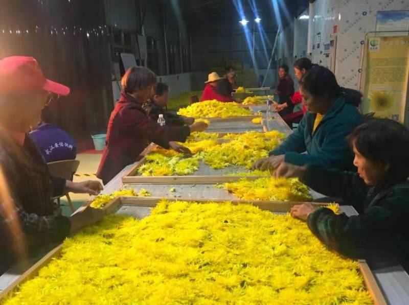 桂花，干桂花，桂花干，桂花20公分，10公分，桂花鲜花