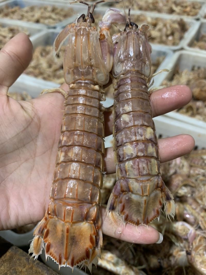 批发大量渤海湾皮皮虾包肥个大濑尿虾琵琶虾
