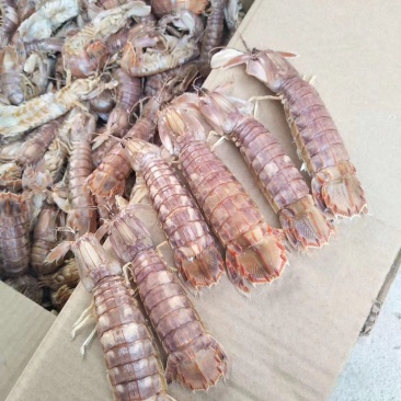 批发大量渤海湾皮皮虾包肥个大濑尿虾琵琶虾